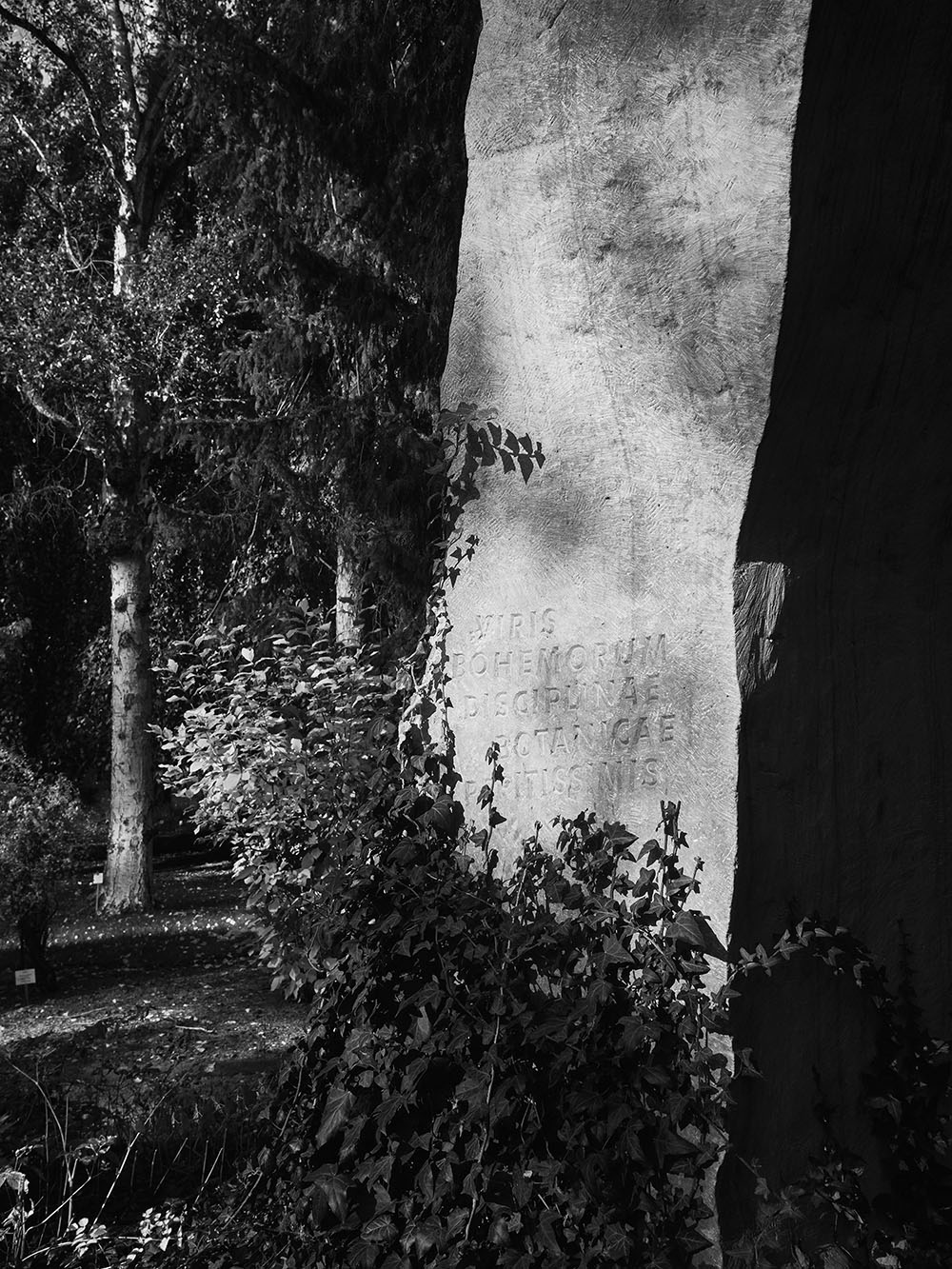 Botanicka-PB018122-bw