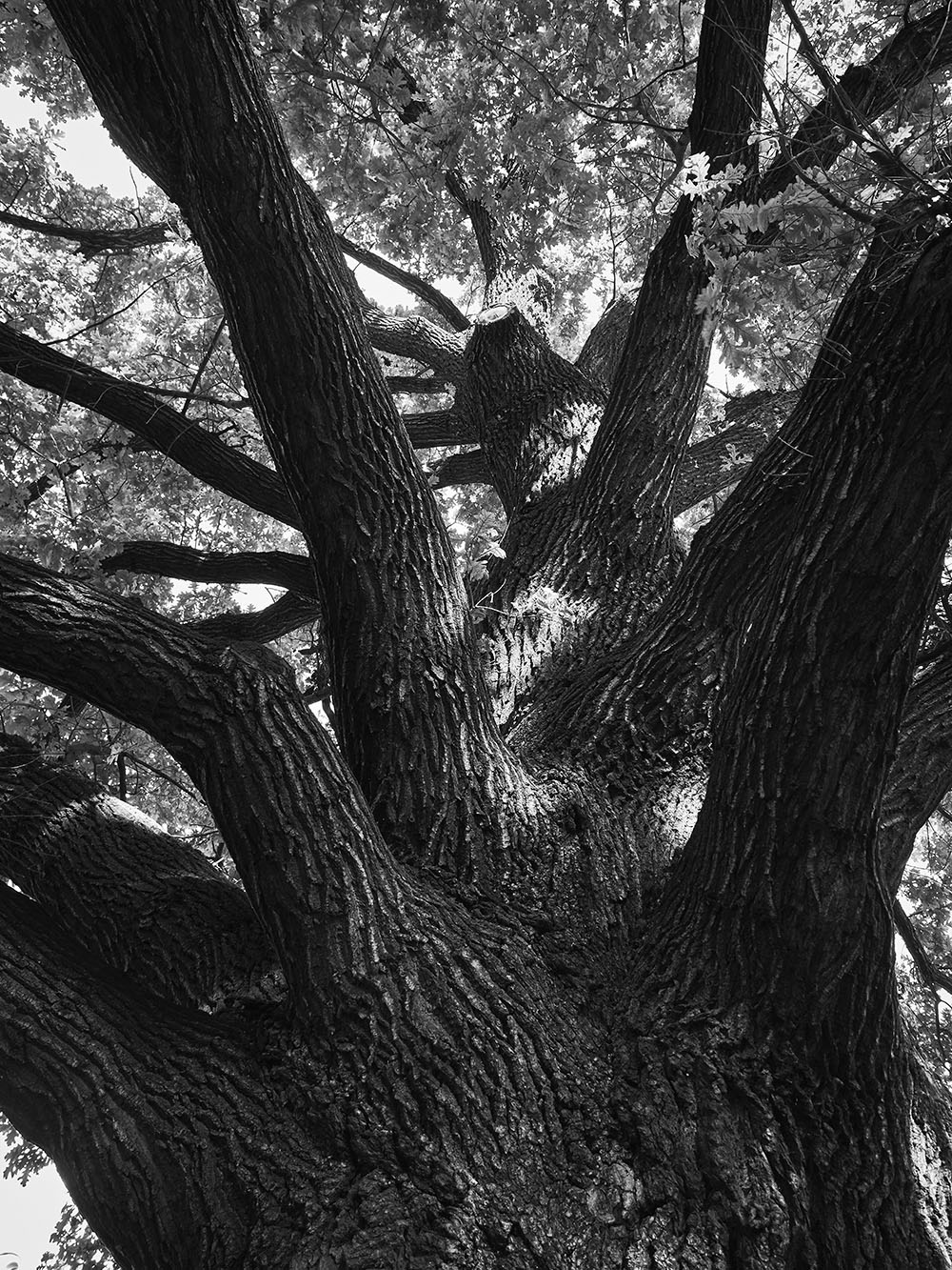 Dienzenhofferovy-PA046159-bw