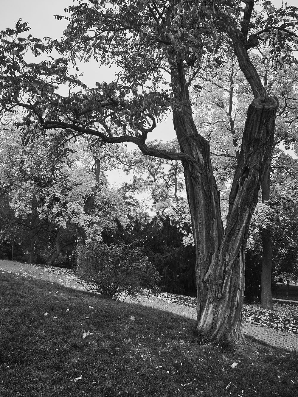 Heroldovy-PB018003-bw