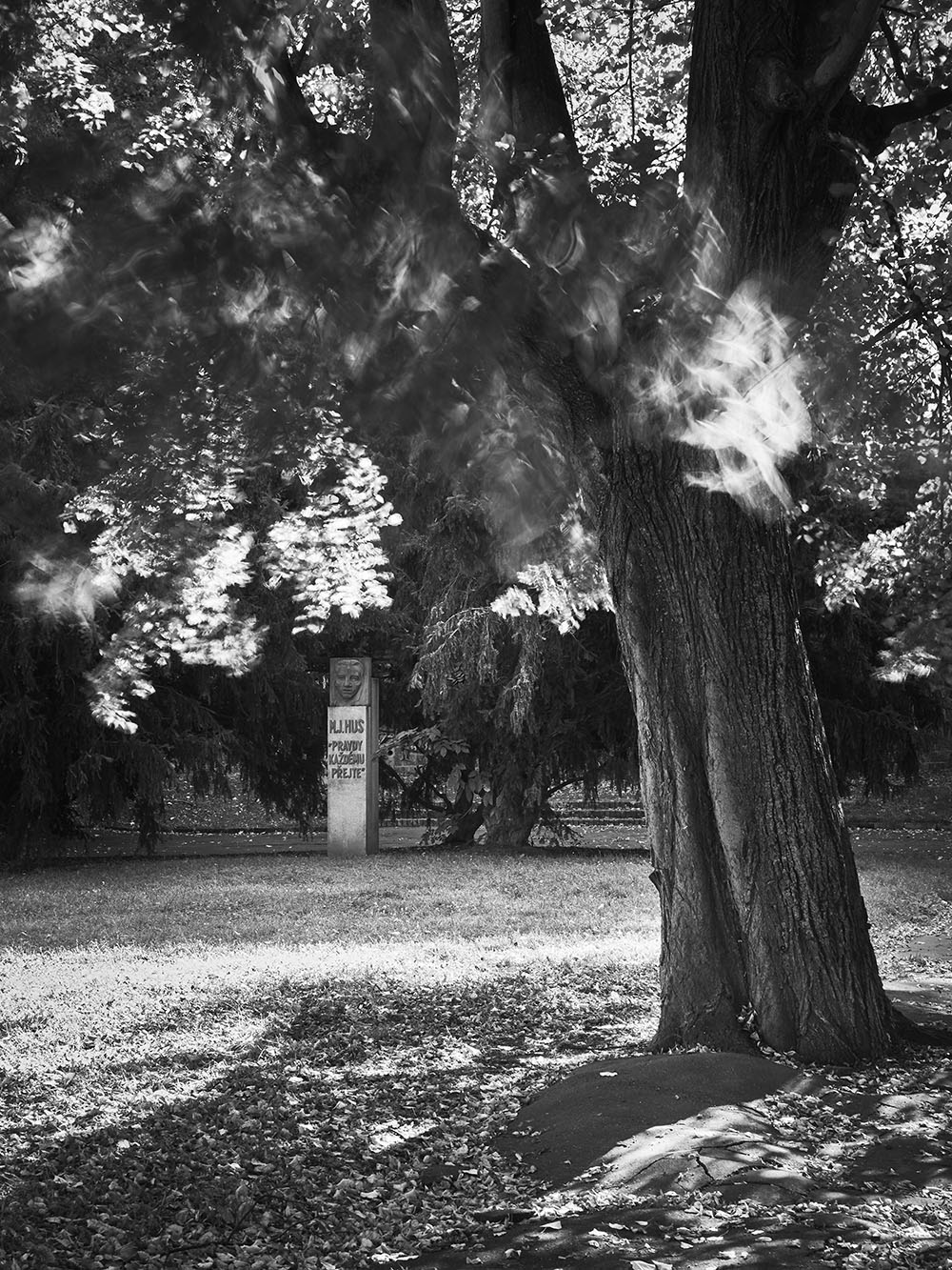 HusovySady-PA046284-bw