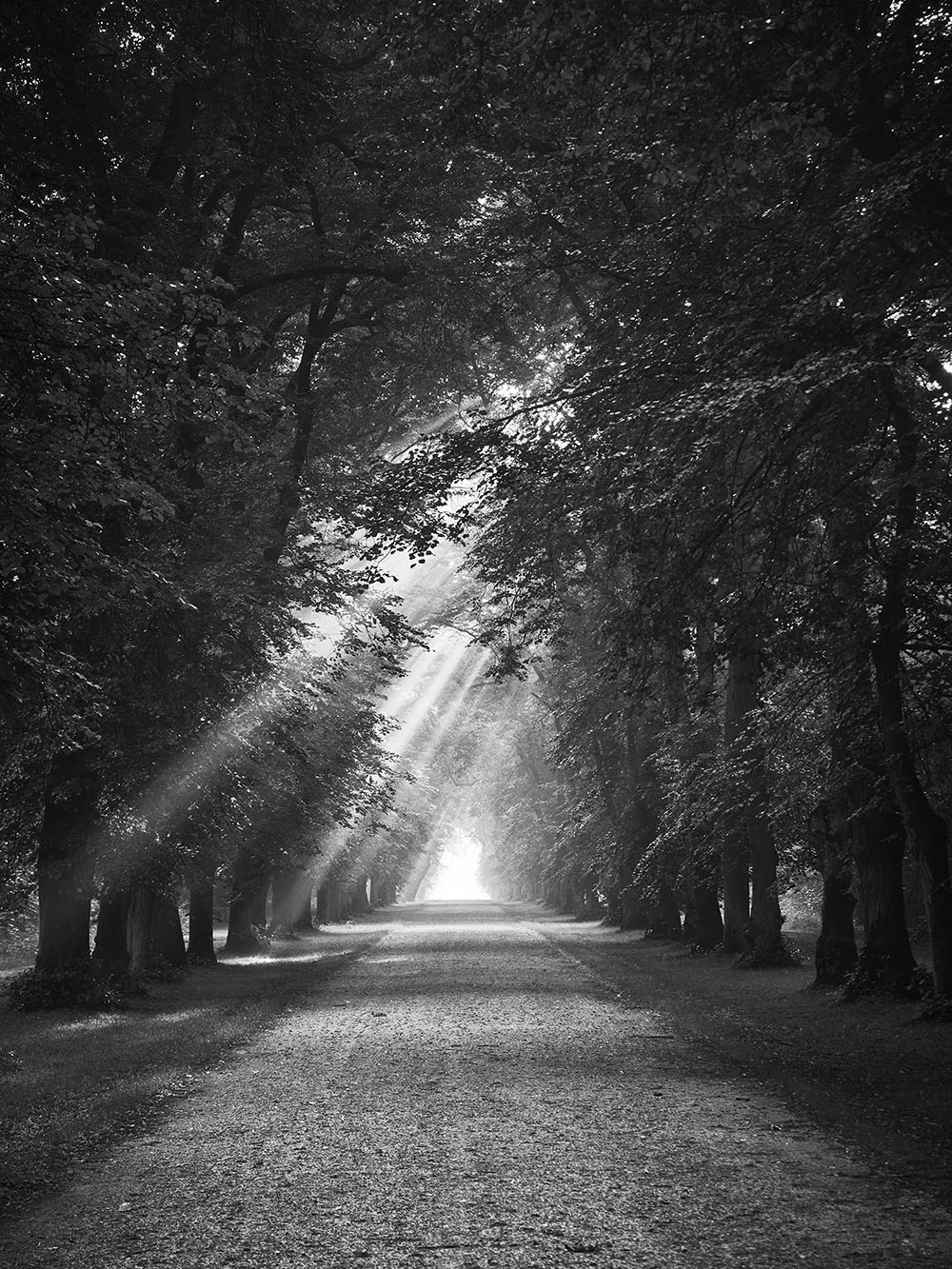 Hvezda-P8171576-bw
