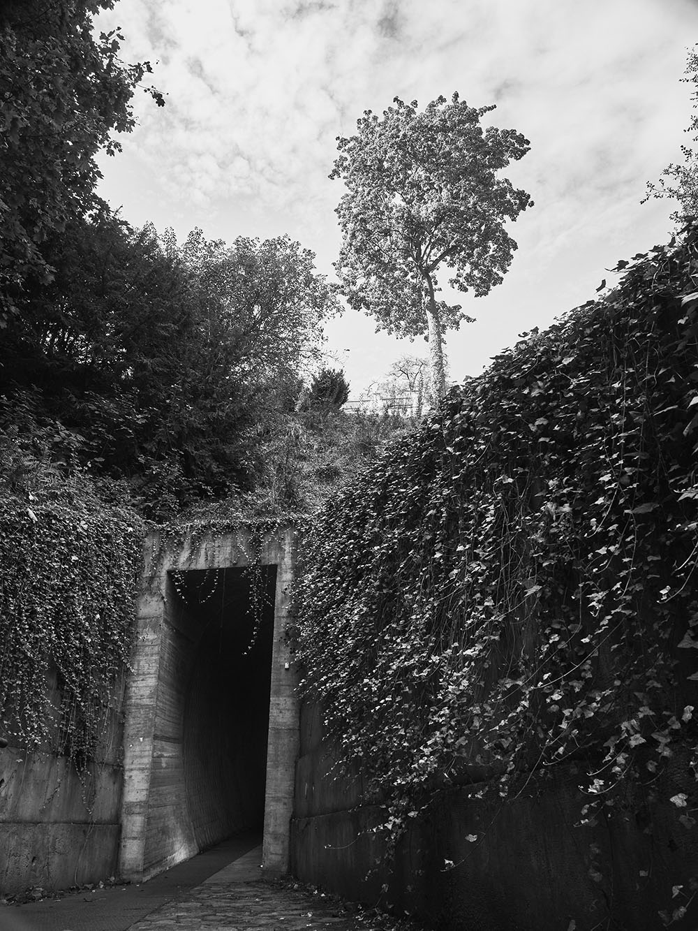 JeleniPrikop-PA116608-bw