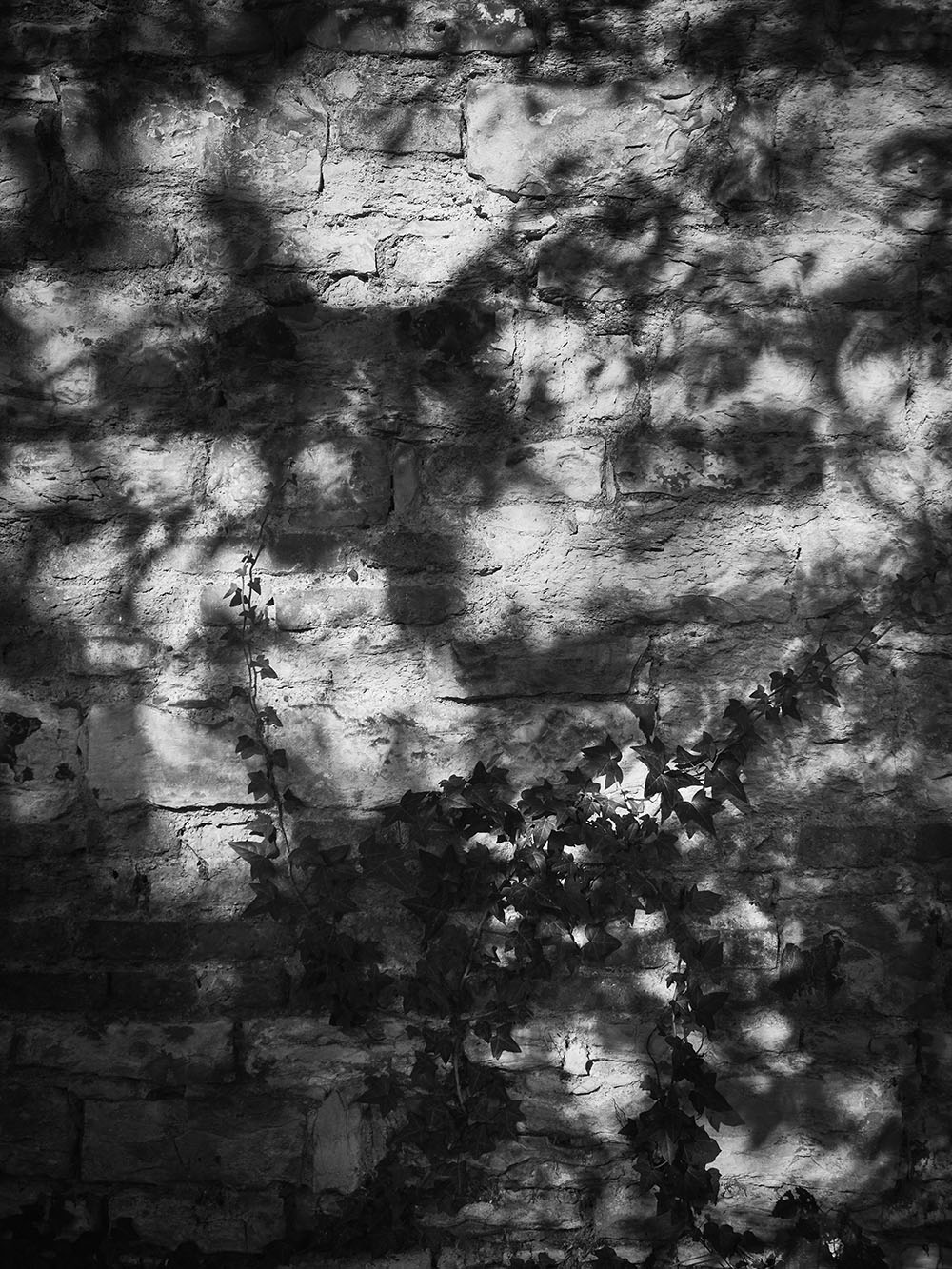 Katerinska-P8181977-bw
