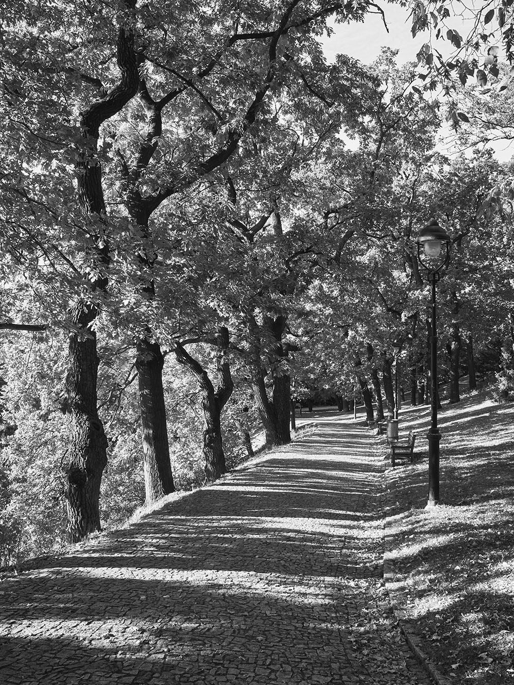 KinskehoSady-PA035931-bw