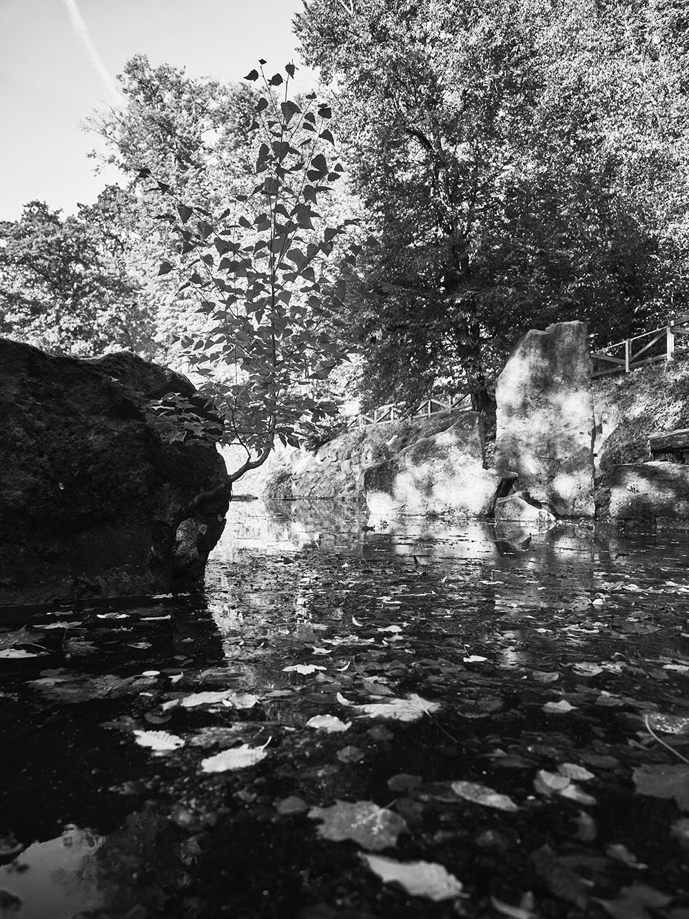 KinskehoSady-PA035939-bw