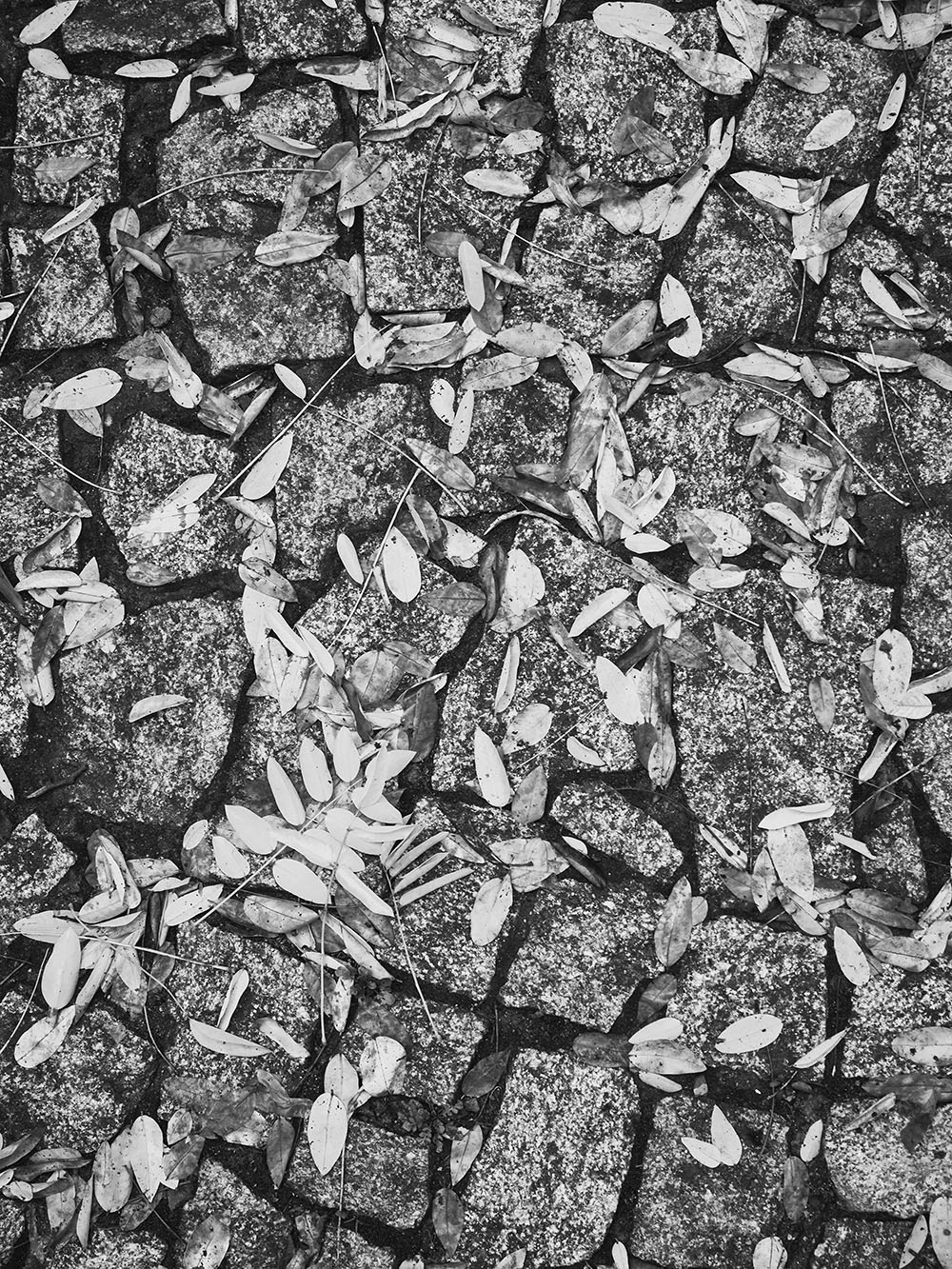 Listi-PA257655-bw
