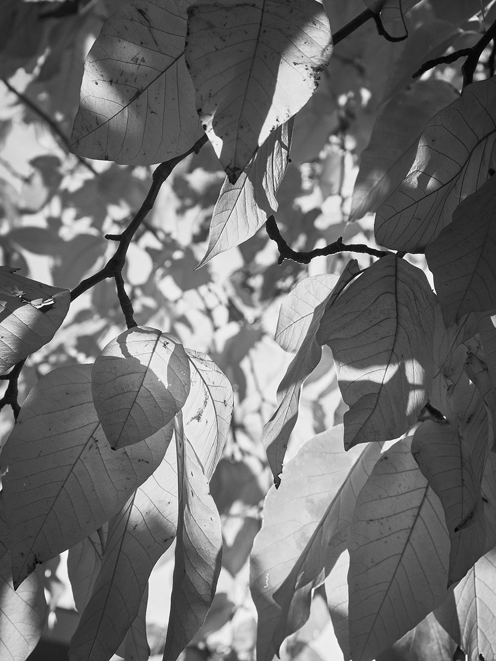 Listy-PB018133-bw