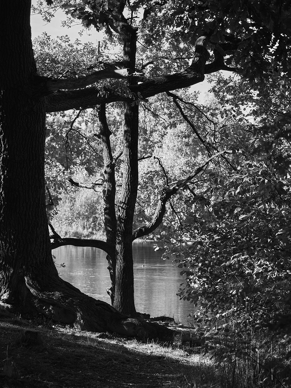 Milicov-PA167311-bw