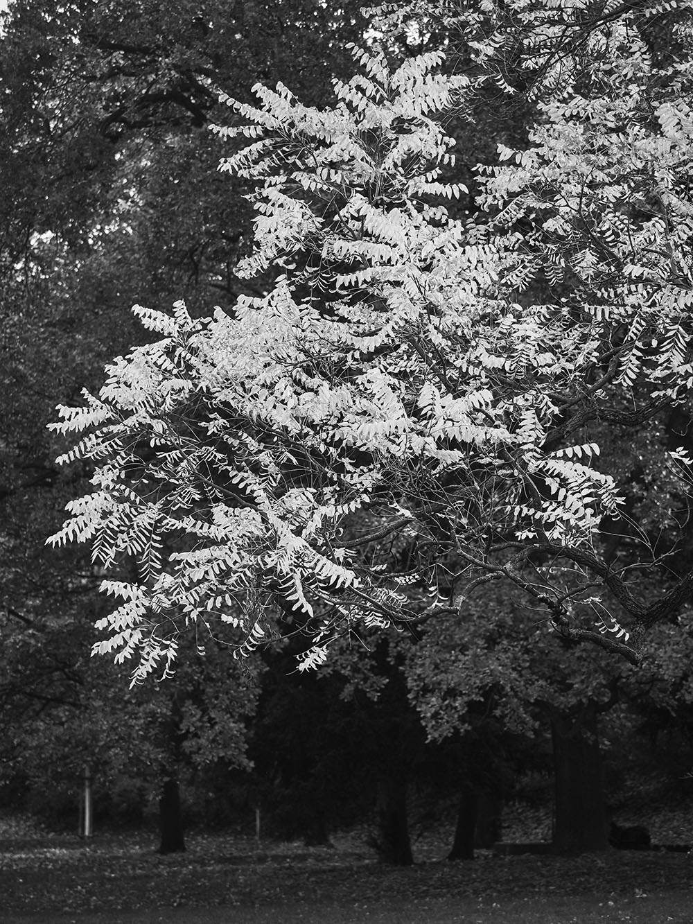 NaFidlovacce-PB018062-bw