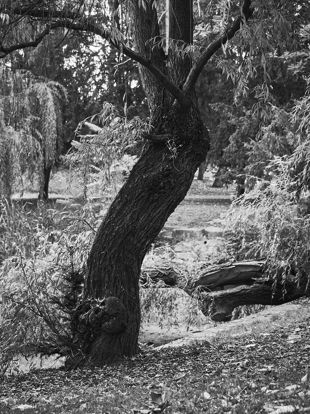 NaJezerce-PA167203-bw