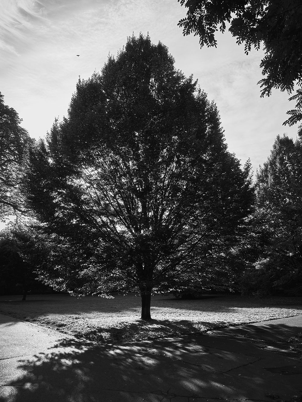 Nosticova-PA046037-bw