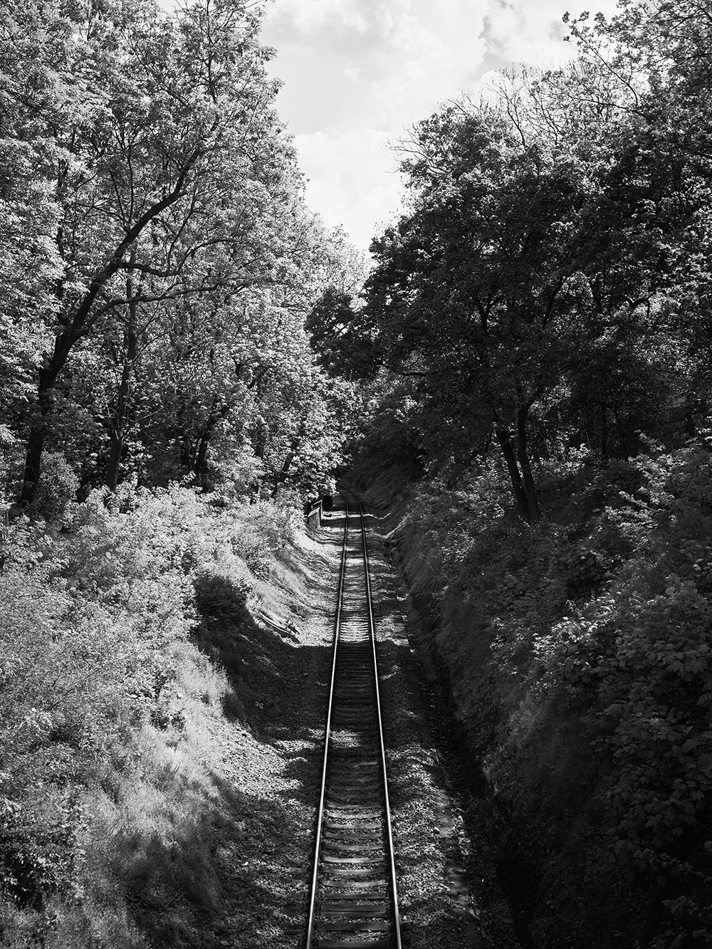 Stromovka-05566-bw