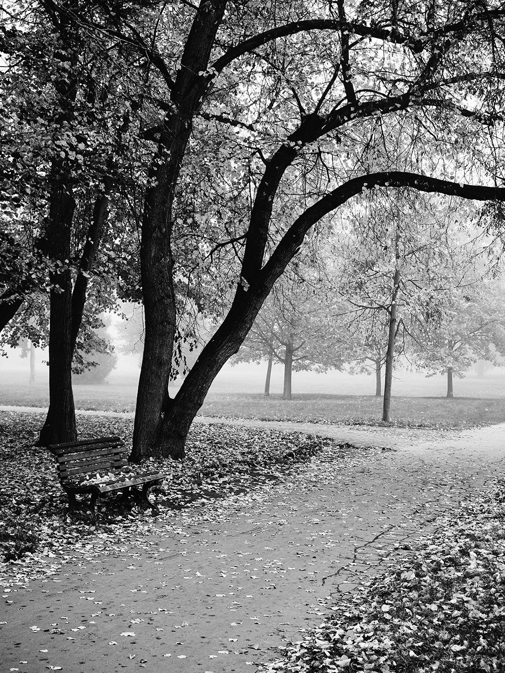 Stromovka-PA203581-BW