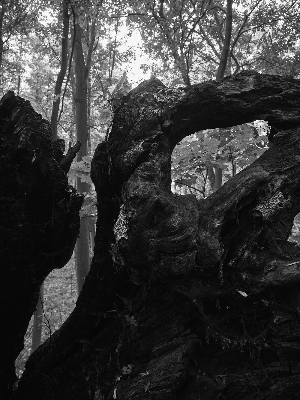 Vinor-PA197531-bw