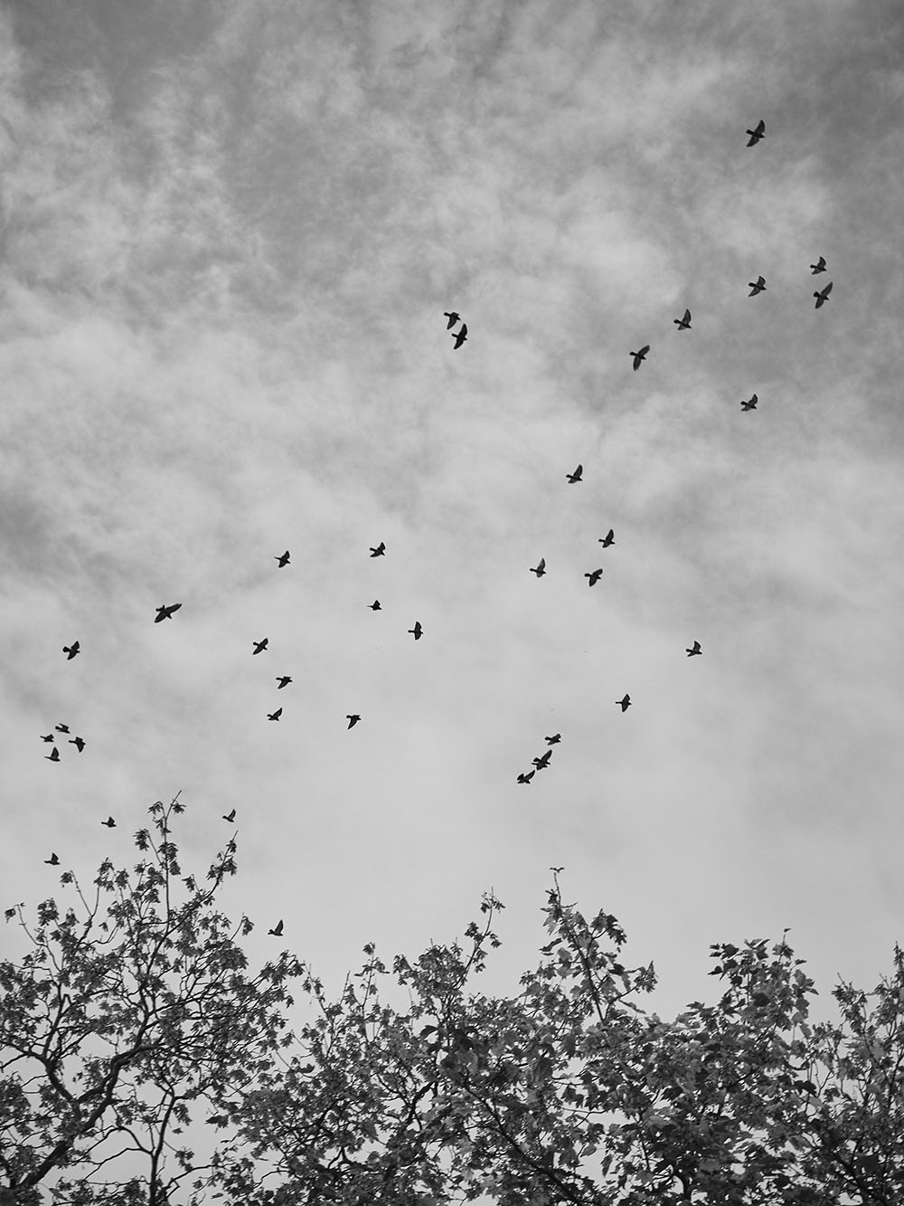 Zaver-PB017971-bw